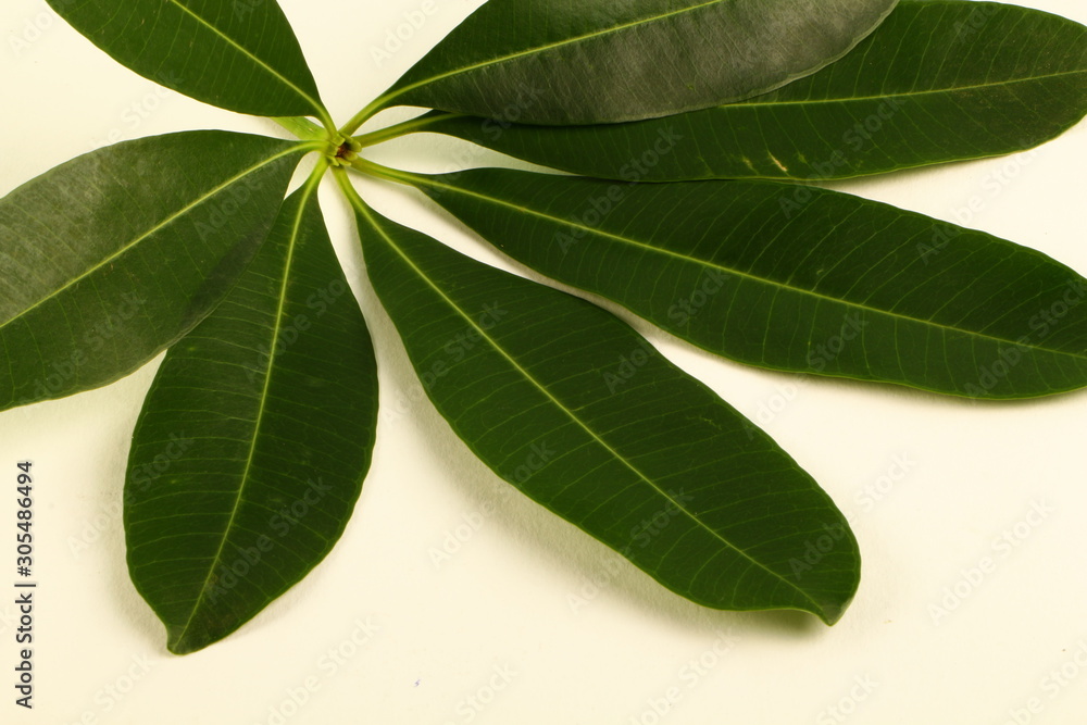 Obraz premium Isolated Leaf in white background