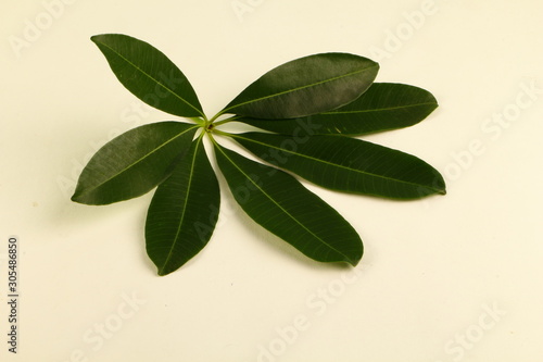 Isolated Leaf in white background