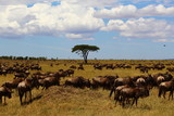 Wildebeest of Africa
