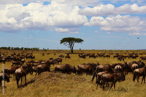 Wildebeest of Africa © Nicholas
