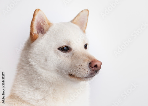 white shiba inu dog on white background 