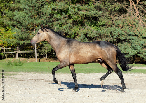 Young horse running  across paddock amid forest