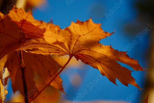 maple acorn sunny autumn leaves