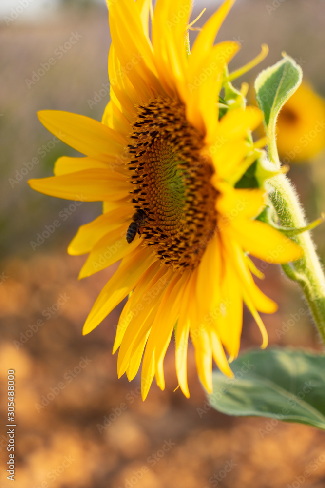 Bee picking up pollen in a field of sunflowers. Bee picking up pollen in a field of sunflowers.