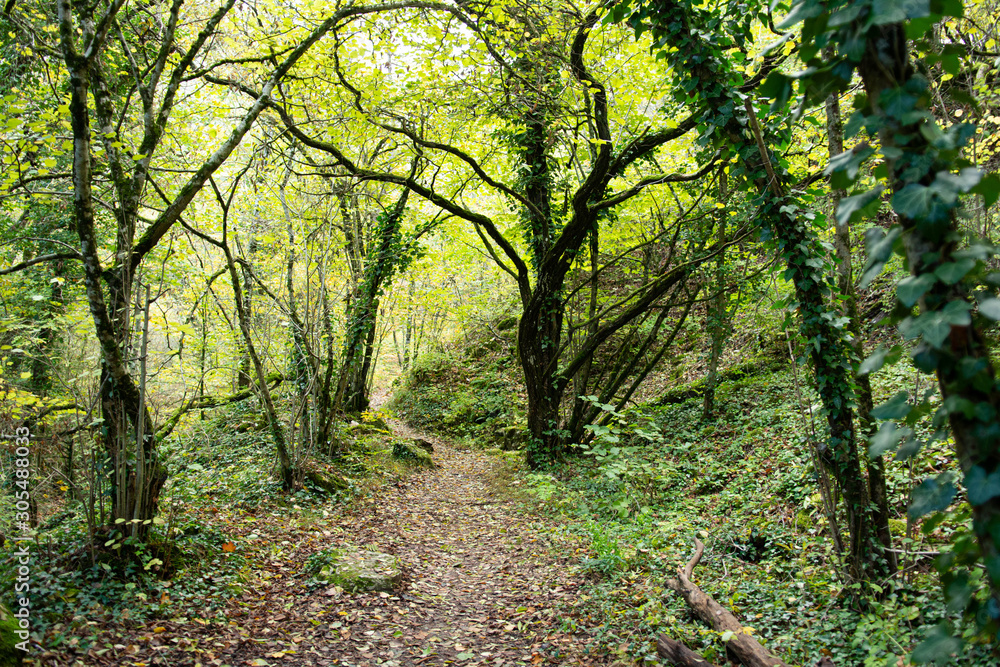 Trail winding through a forest. Turns left and right. Trees, green and autumnal coloured leaves. Trail winding through a forest. Turns left and right. Trees, green and autumnal coloured leaves.