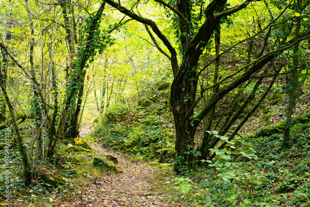 Close up of a trail winding through a forest. Turns left and right. Trees, green and autumnal coloured leaves. Close up of a trail winding through a forest. Turns left and right. Trees, green and autumnal coloured leaves.