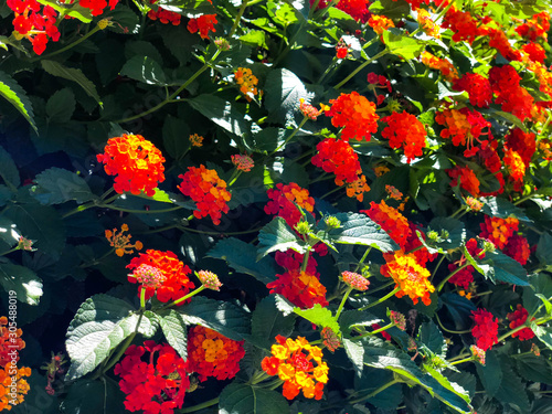 Bright and beautiful flowers in the city of Rishon Le Zion