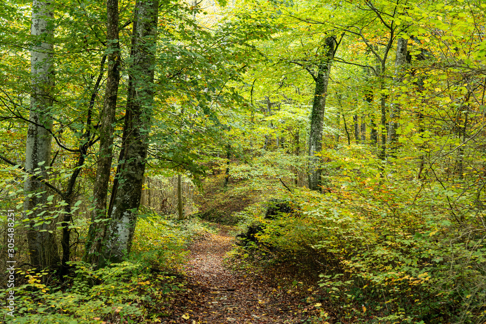 Obraz premium Trail winding through a forest. Turns left. Trees, leaves with autumnal coloured. Dead leaves on the pad. Autumn in Saou forest in France.