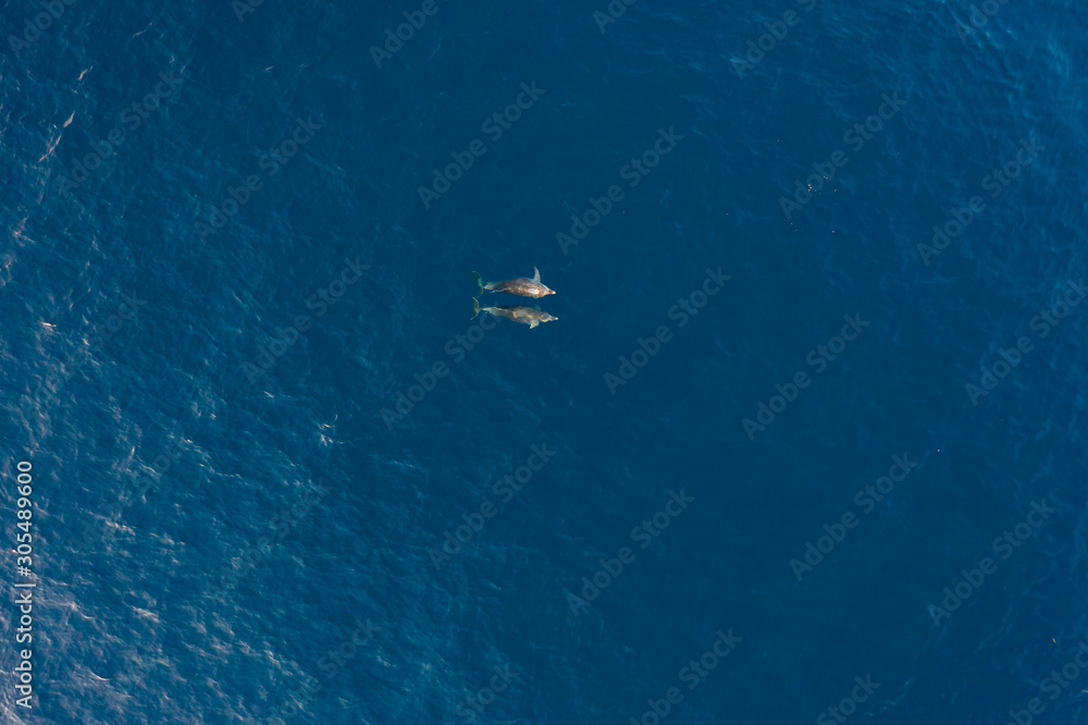 Aerial view of two dolphin swimming at Adriatic sea, Croatia.