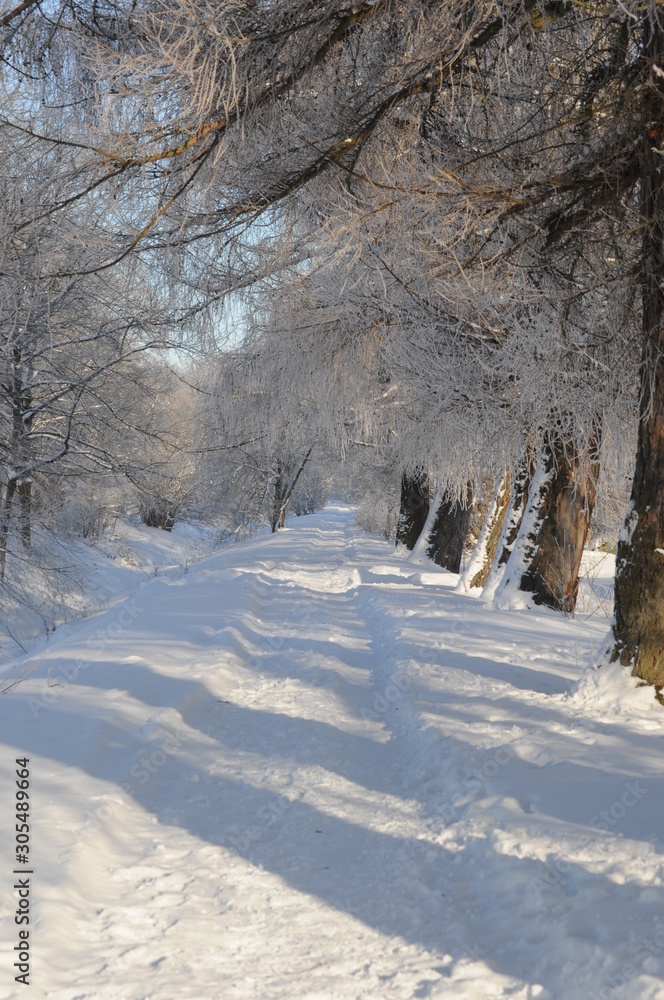 Obraz premium road in winter forest