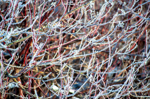 closeup of pine needles