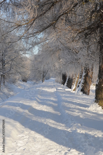 road in winter forest © Lana