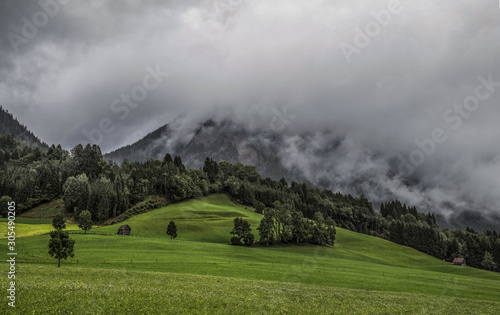 Mountain forest in fog