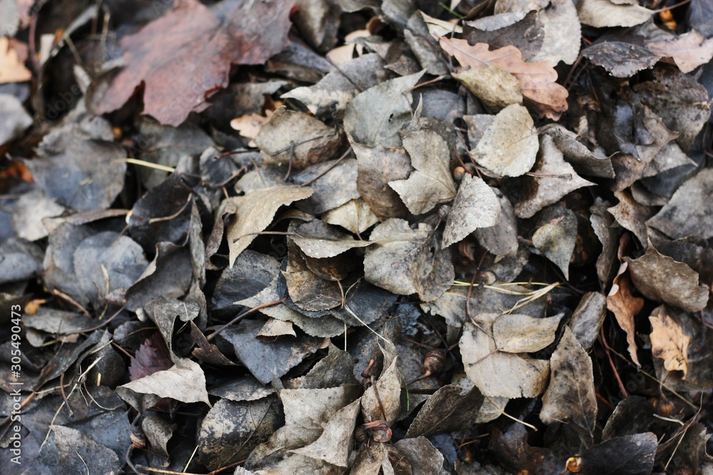 Grey autumn leaves in the Park view Grey autumn leaves in the Park view