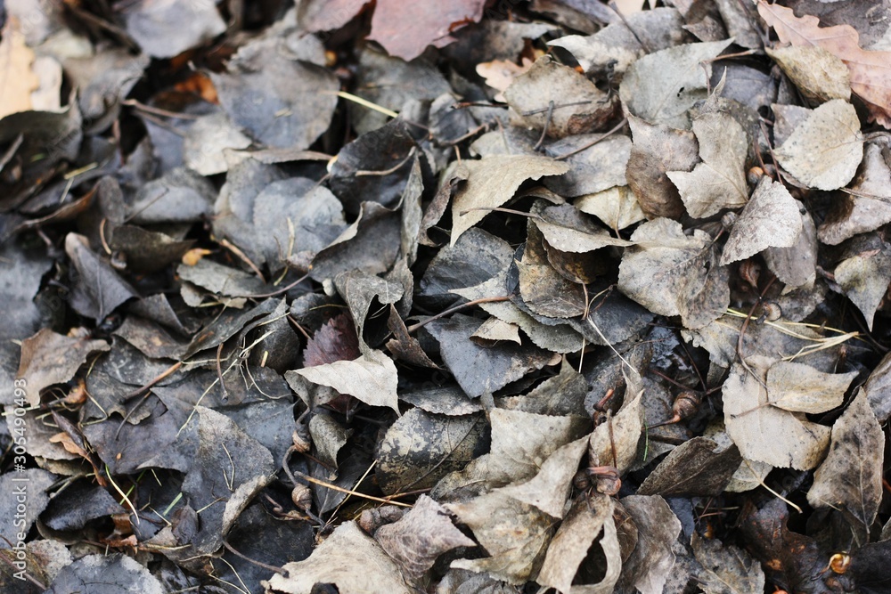 Grey autumn leaves in the Park view Grey autumn leaves in the Park view