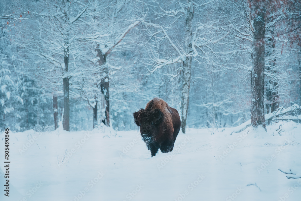 Bison on the forest background and snow Bison on the forest background and snow