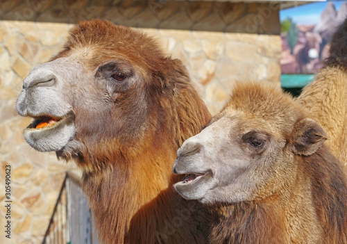 portrait of the beautiful camels in zoo