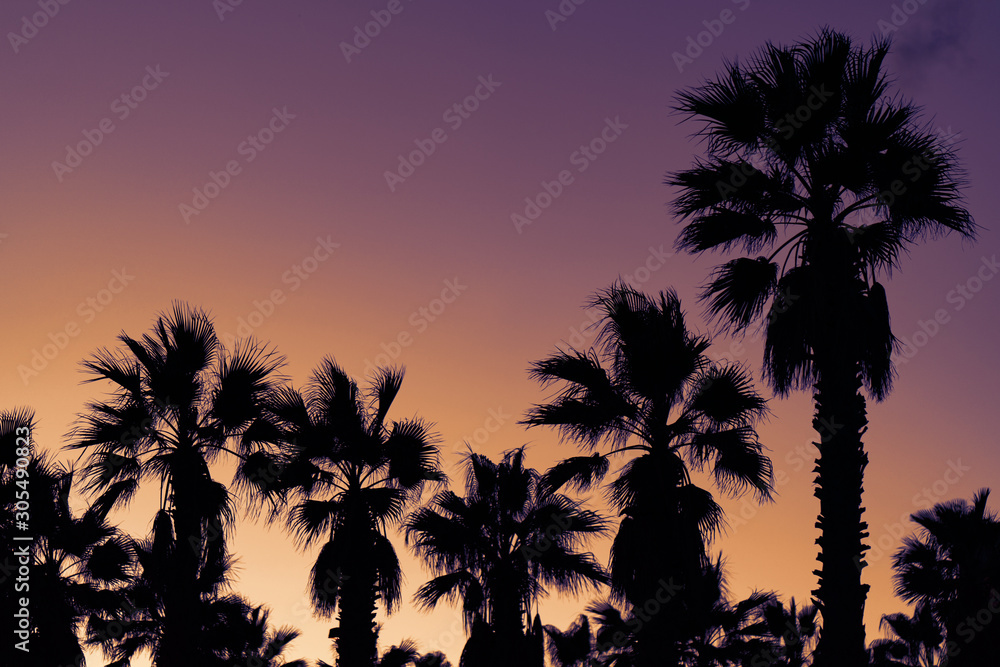 Silhouettes of palm trees in colorful orange and pink tropical sky. Concepts of tourism and vacations.