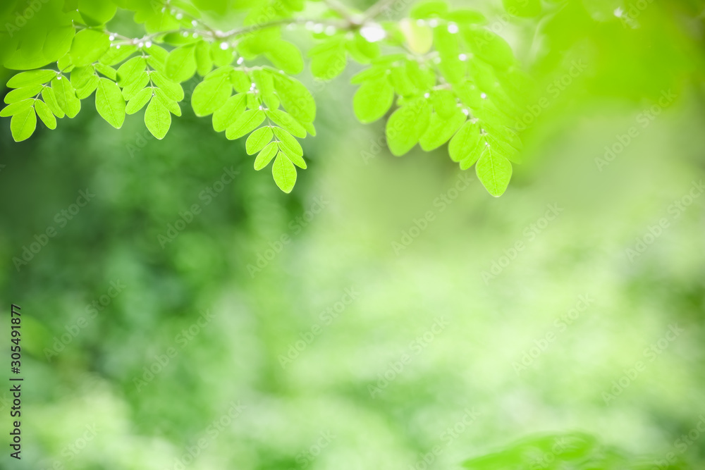 Close up of nature view green leaf on blurred greenery background under sunlight with bokeh and copy space using as background natural plants landscape, ecology wallpaper concept. Close up of nature view green leaf on blurred greenery background under sunlight with bokeh and copy space using as background natural plants landscape, ecology wallpaper concept.