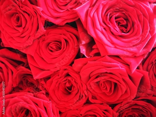 background of red roses for wedding  love  valentine  marriage  anniversary