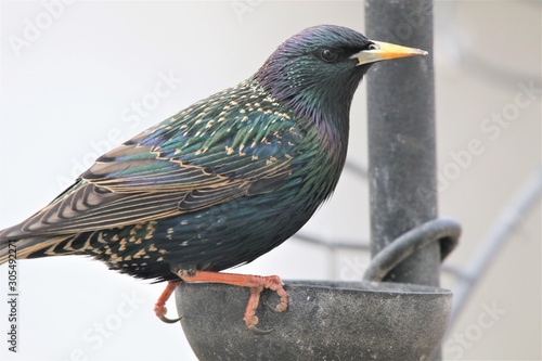 Foto European starling