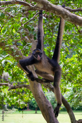 Spider Monkey in Peruvian Amazon photo