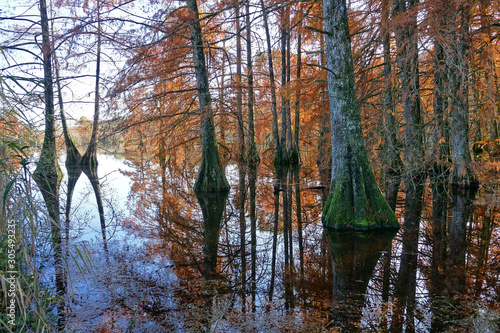 Reflet des troncs de cyprès chauves dans un étang en région Rhône-Alpes - France