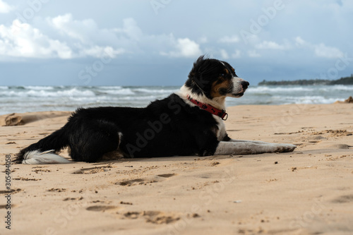 Beautiful dog lies on the sand near the ocean