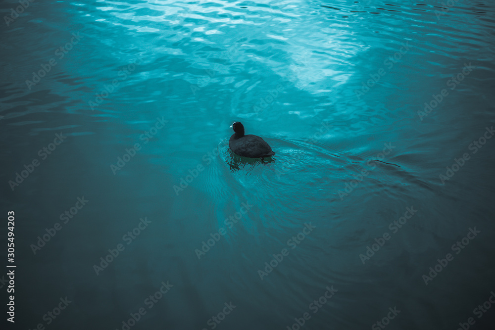 Obraz premium Ente schwimmt auf einem See