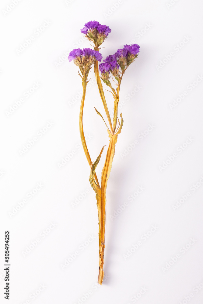 Composition dried colored flowers on a white background with the real shadow.  Top view Image of dry flowers. Copy space. Romantic flowers. Place for text and design. Greeting card.