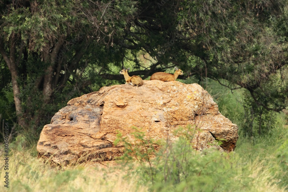 Fototapeta premium Two klipspringers (Oreotragus oreotragus), also called sassa, on lying on the red rock.