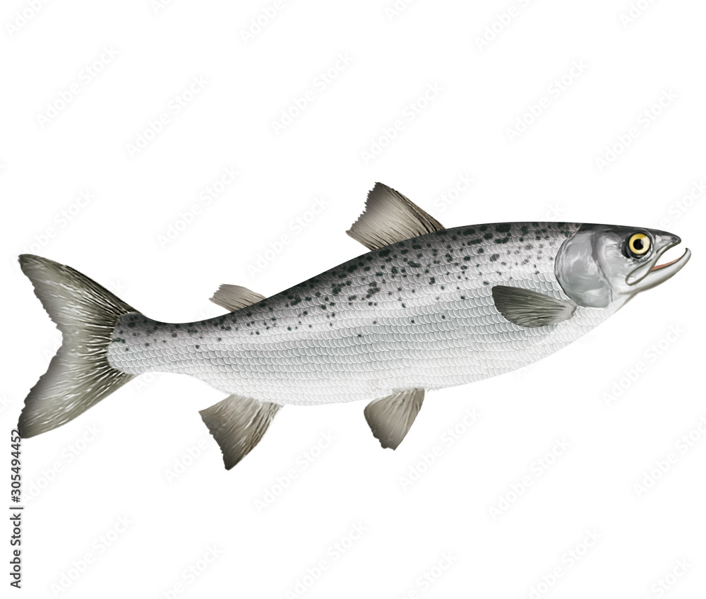 Obraz premium poisson saumon , isolé, aliment, animal, blanc, pêche, frais, brut, sain, ailette, eau douce, nature, attraper, fleuve, blatte, fruits de mer, argent, queue, viande, écaille, fond blanc, mangeant