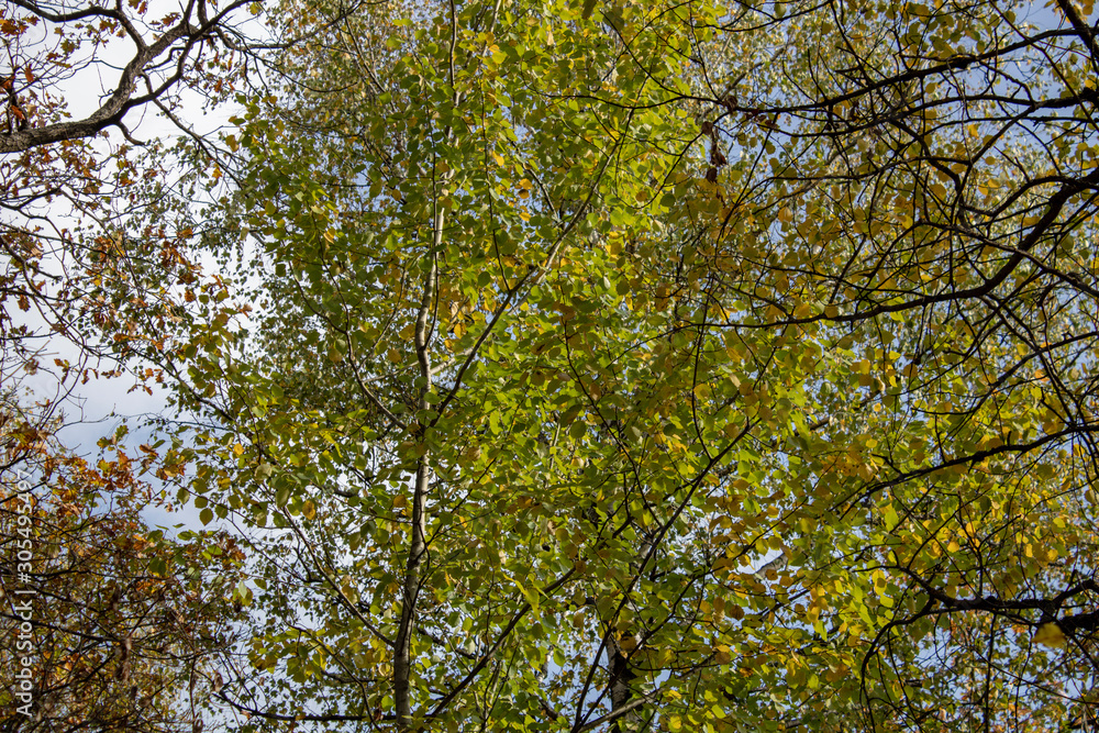 Birch and oak trees in late autumn evening bottom view up Birch and oak trees in late autumn evening bottom view up