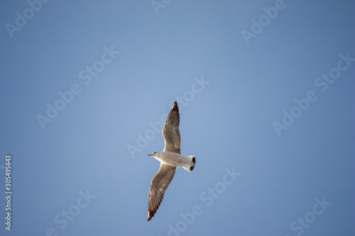 White seagull in flight. Seagull flying in the blue sky. One Seagull flies in the sky.