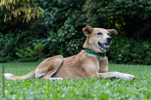 Happy domestic dog is lying on the green grass in the park