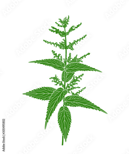 Nettle plant. Isolated nettle on white background