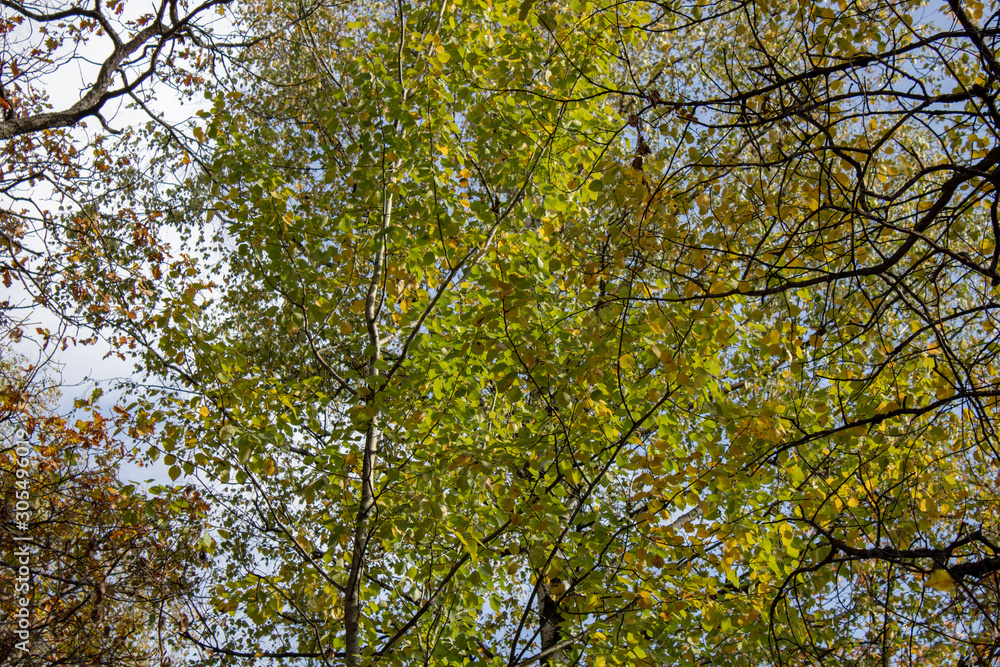 Birch and oak trees in late autumn evening bottom view up