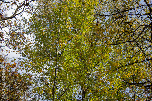 Birch and oak trees in late autumn evening bottom view up