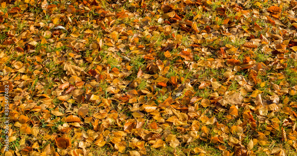 Yellow birch autumn leaves on the grass Yellow birch autumn leaves on the grass