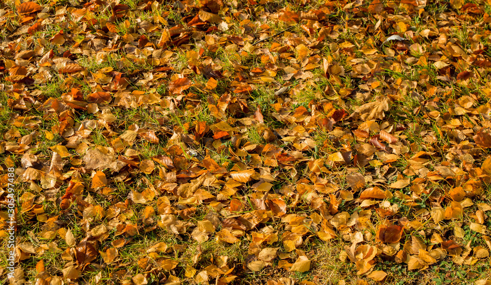 Yellow birch autumn leaves on the grass Yellow birch autumn leaves on the grass