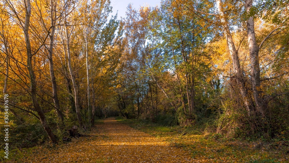 Obraz premium dead leaves in autumn, fallen on via Rhôna near Donzere in drôme provençale, France