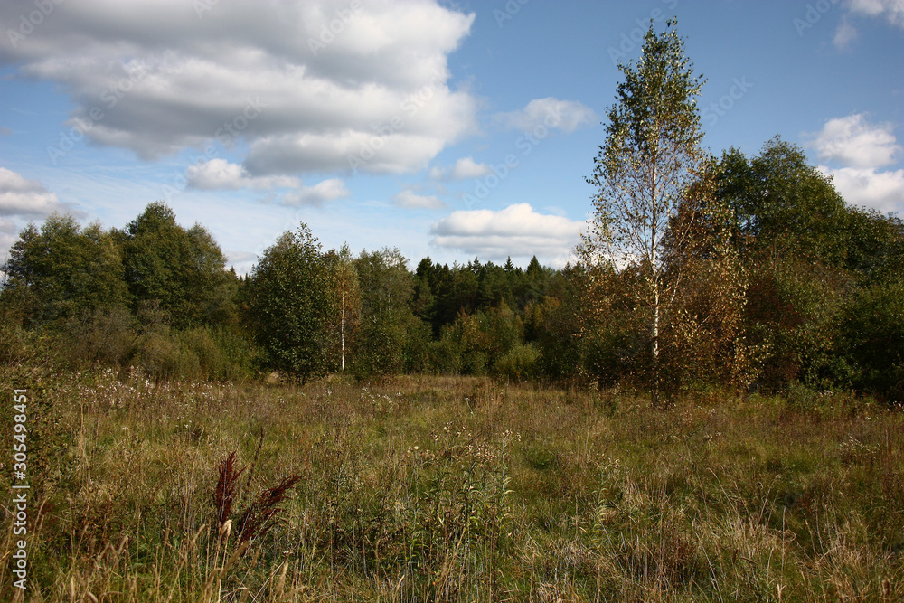 Autumn landscape. Before the wood and among separate trees and bushes there is a meadow with wild-growing herbs.
