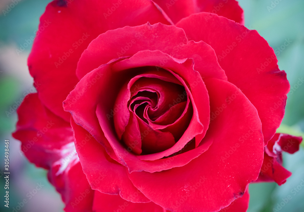 close up macro of beautiful red rose for valentine close up macro of beautiful red rose for valentine
