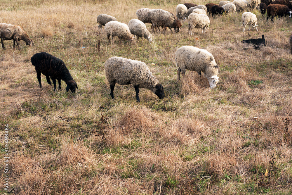 Obraz premium Livestock farm-a herd of sheep and goats. Fodder for livestock. What to feed the sheep. Traditions of the East. Selective focus.