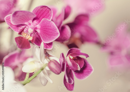 pink Phalaenopsis Orchid flower in winter or spring day tropical garden isolated on white background. Selective focus. agriculture idea concept design with copy space add text. © shediva