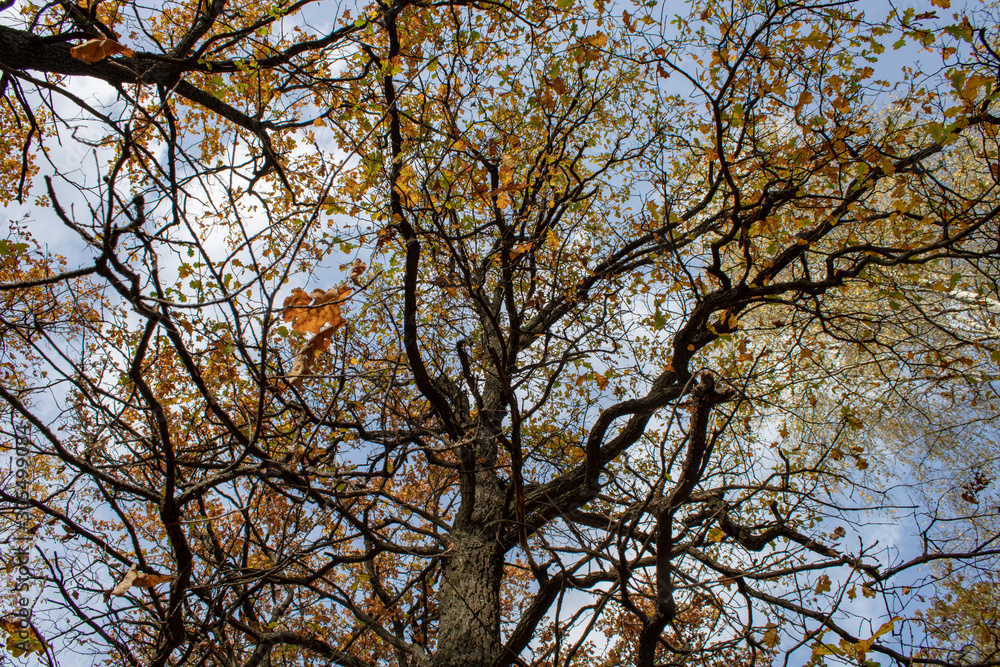Forest in autumn sunny evening the top of the oak tree bottom-up view Forest in autumn sunny evening the top of the oak tree bottom-up view