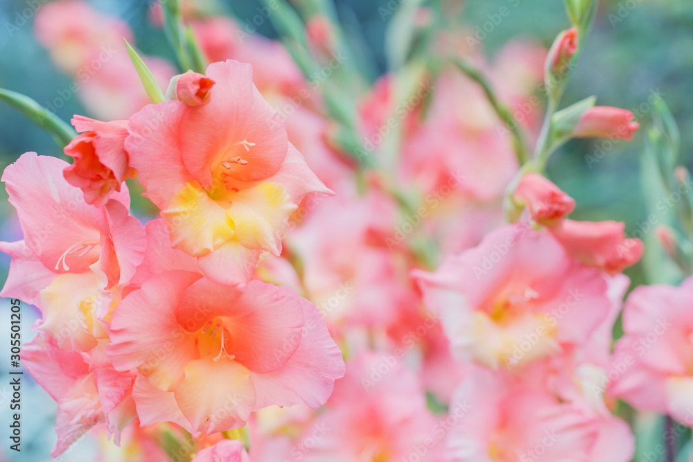 Obraz premium beautiful pink gladiolus flowers outdoor