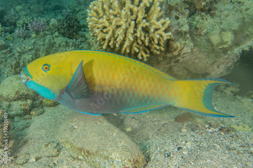 Fish swim in the Red Sea, colorful fish, Eilat Israel