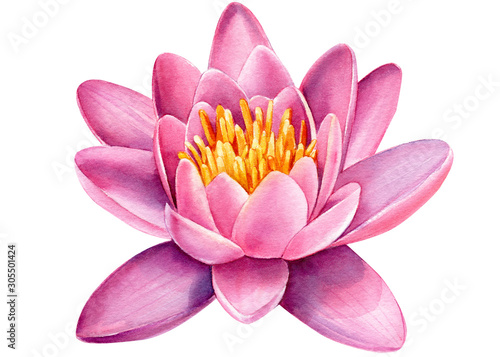 watercolor pink flowers, lotus on a white isolated background, hand drawing, botanical painting