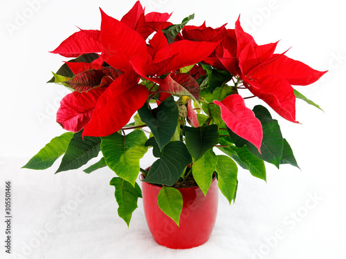 Canvastavla Weihnachtsstern